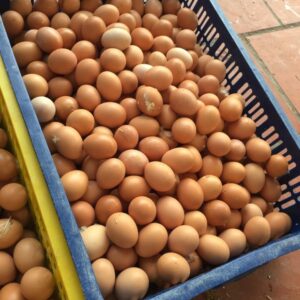 Fresh Chicken Eggs