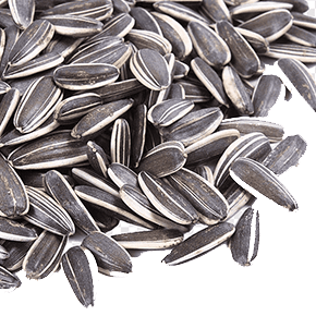 Sunflower Seeds
