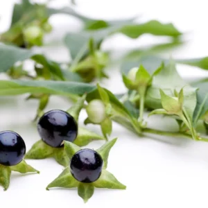 Belladonna extract