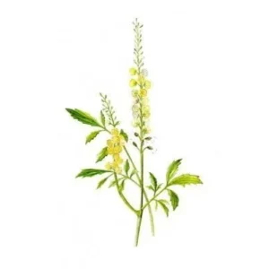 Black cohosh extract