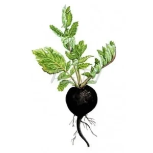 Black radish root extract