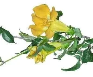 Cat’s claw (Uncaria tomentosa) extract