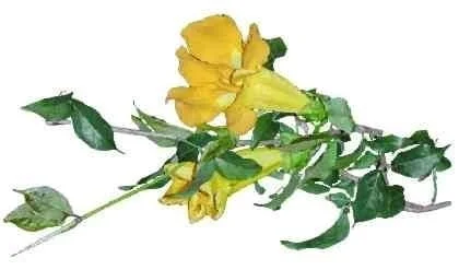 Cat’s claw (Uncaria tomentosa) extract