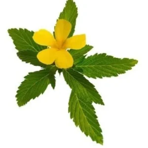 Extract of damiana (Turnera diffusa)