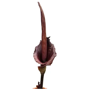 Konjac potato extract (Amorphophallus konjac) standardized for glucosylceramides (5%)