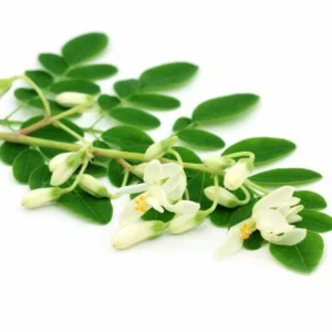 Moringa leaf extract