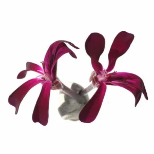 African geranium extract