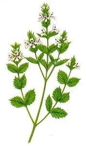 Eyebright extract