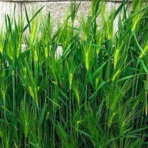 Green barley extract