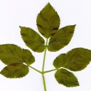 Ground elder extract