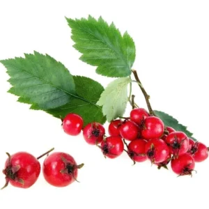 Hawthorn leaf extract