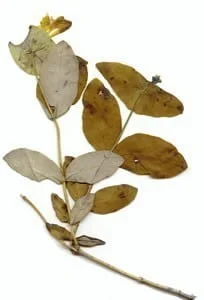 Honeysuckle flower extract