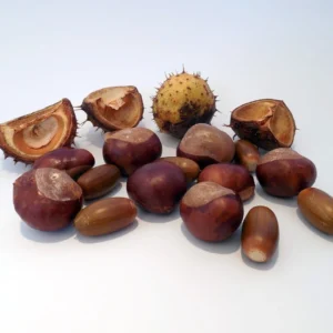 Horse chestnut seed extract