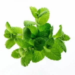 Lemon balm extract