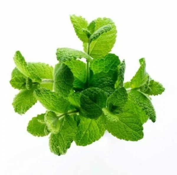 Lemon balm extract