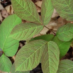 Sarsaparilla root extract