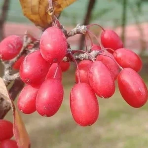 Schisandra extract