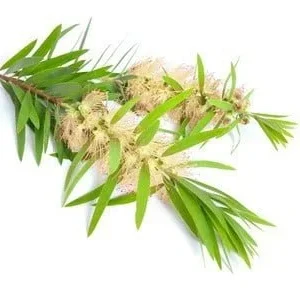Tea tree extract 20% saponins