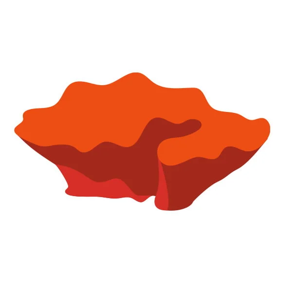 Camphor mushroom (Antrodia Camphorata)