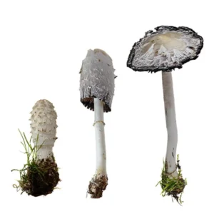 Black capped melanoma (Coprinus comatus)