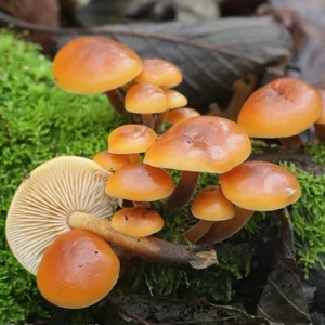 Winter fawn (Flammulina velutipes)