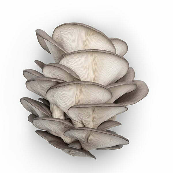 Oyster mushroom (Pleurotus ostreatus)