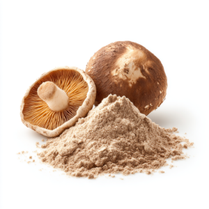 Shiitake (Lentinus edodes)