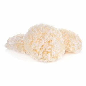 Tremella fungus – Tremella fuciformis, the scrapie of the sea urchin