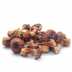 Brazilian mushroom (Agaricus blazei)